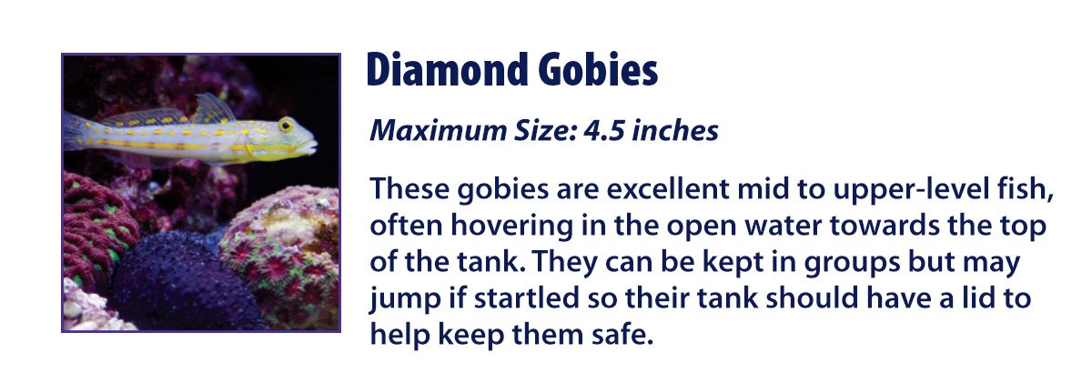 Diamond Gobies